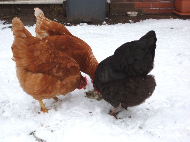 All three chickens in the snow