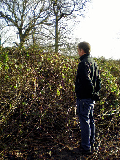 Six foot high brambles in clearing