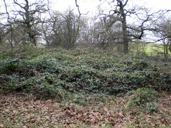 General view of brambles