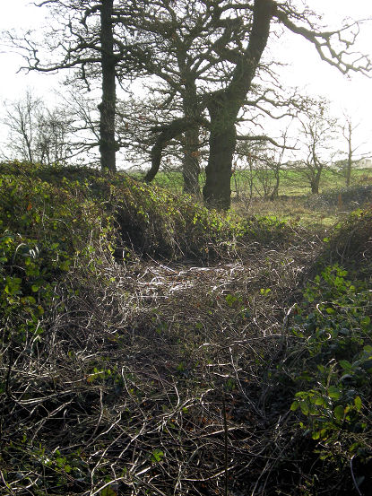 Rough path made with tractor through tall brambles