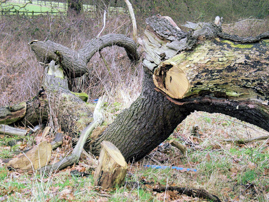 Damage to fallen tree - saw marks