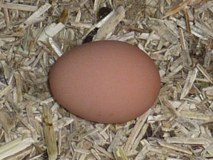 Blodwyn's first egg