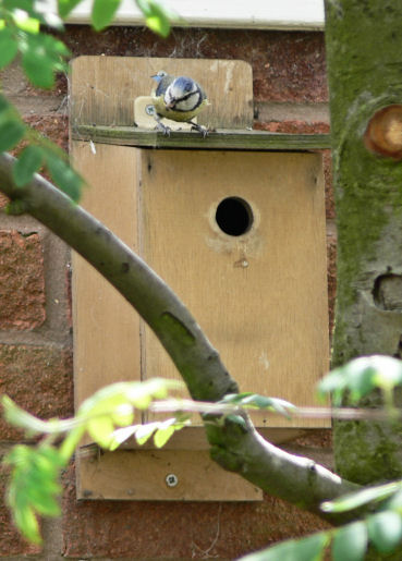 Blue Tit on Top of Nest Box