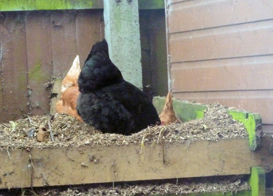 Chickens on compost heap
