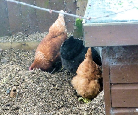 Chicken bottoms on compost heap