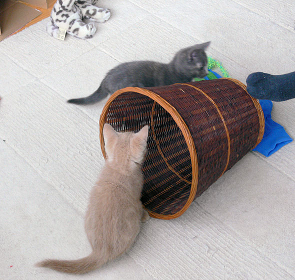 Two kittens, one foot, one bin, great game
