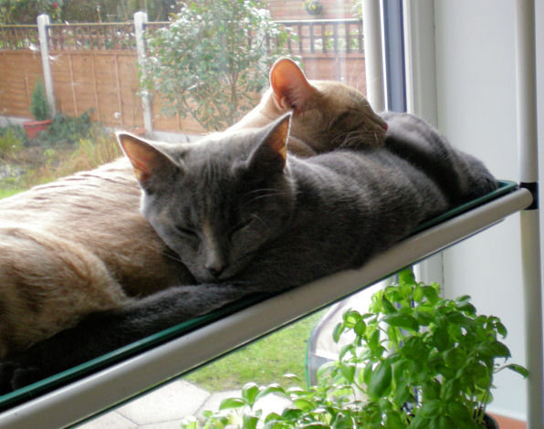 Cuddles on the plant stand