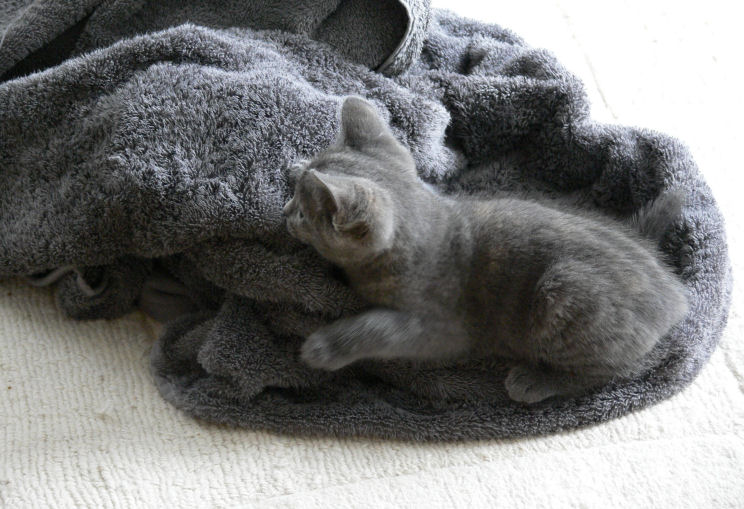 grey cat on a grey towel - completely camouflaged