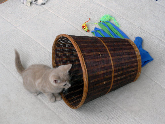 It's not a waste bin, it's a cat toy