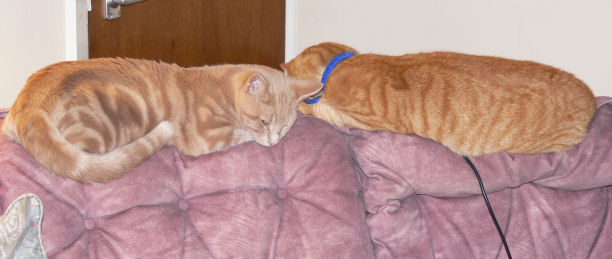 Ozzy and Willoughby on the sofa
