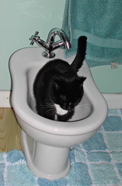 squeaker on the bidet!