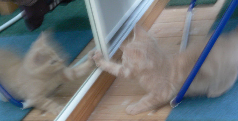 That's another kitten in that mirror!