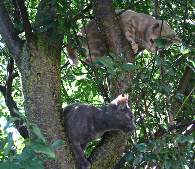 Two terrors in a tree
