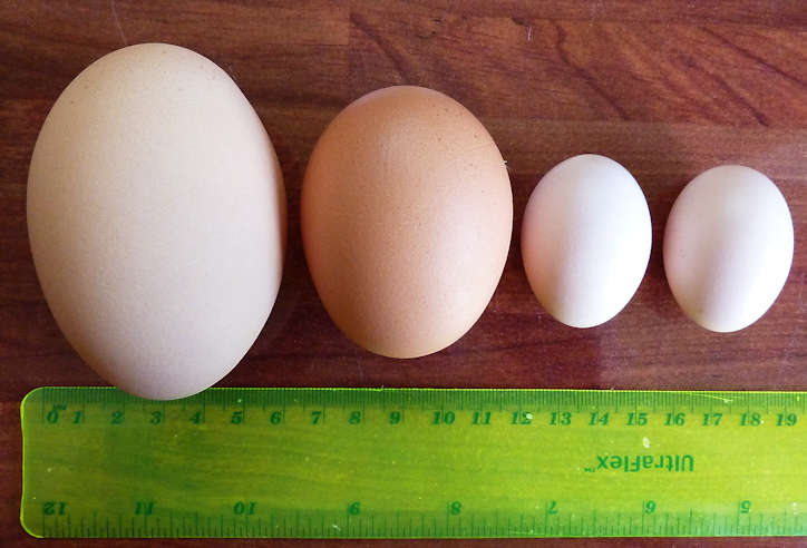 First bantie eggies